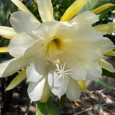 Wunderbar.bodensee & Alpenblick Appartement